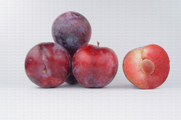 Variété de prune : Ruby Crunch